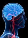 The brain and head arteries Royalty Free Stock Photo