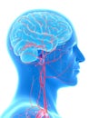 the brain and head arteries Royalty Free Stock Photo