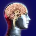 Brain on head robot Royalty Free Stock Photo