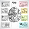 Brain hemispheres sketch infographic