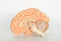 Brain human anatomy Royalty Free Stock Photo