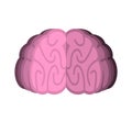 Brain . Human brains on white background