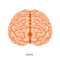 Brain, Human Internal Organ Diagram