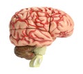 Brain Royalty Free Stock Photo