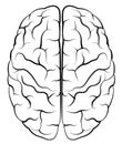 Brain human skull anatomy head Royalty Free Stock Photo
