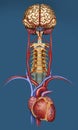 Brain illustration blood irrigation