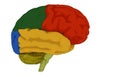 Brain illustration and colored areas