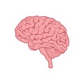 Brain. Image of the human brain. The central nervous system of man. Vector illustration isolated on a white background Royalty Free Stock Photo