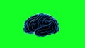 Brain impulses. Neuron system. Human anatomy. transferring pulses and generating information, Green screen