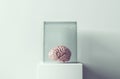 Brain inside a glass cube Royalty Free Stock Photo