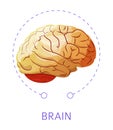 Brain internal organ isolated icon nervious system