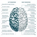 Brain left and right hemispheres infographics vector illustration