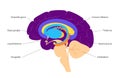 Brain limbic system Royalty Free Stock Photo