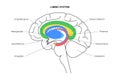 Brain limbic system