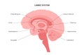 Brain limbic system