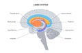 Brain limbic system