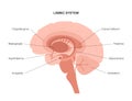 Brain limbic system Royalty Free Stock Photo