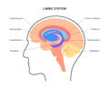 Brain limbic system Royalty Free Stock Photo