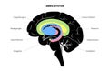 Brain limbic system