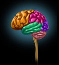 Brain lobe sections divisions of mental neurologic