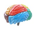 Brain lobes in different colors on white background