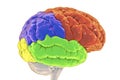 Brain lobes, frontal (red), parietal (blue), temporal (green) and occipital (yellow) lobes