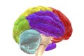 Brain lobes, frontal (red), parietal (yellow), temporal (blue) and occipital (green) lobes