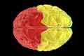 Brain lobes from top view, frontal (red), parietal (yellow), and occipital (green) lobes