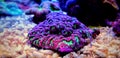 Brain LPS Coral, Favites in saltwater reef aquarium tank