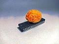 Brain on a microchip depicting artificial intelligence