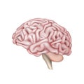 Brain or mind side view realistic vector icon for medical apps and websites Royalty Free Stock Photo