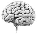 Brain model drawing. Isolated human head brains object on white background Royalty Free Stock Photo