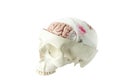 Brain model with gauze wrapping Royalty Free Stock Photo