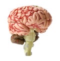 Brain Model