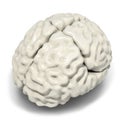 Brain model