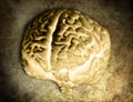 Brain Model Negative 04 Royalty Free Stock Photo