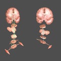 Brain Motor Areas