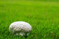Brain mushrooms on the grass in the garden, resting concepts natural therapy