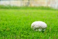 Brain mushrooms on the grass in the garden, resting concepts natural therapy