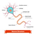 Brain neuron cell diagram Royalty Free Stock Photo