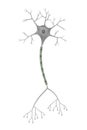 Brain neuron