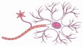 Brain Neuron Diagram, Nerve Cell Structure, Neurology Education, Brain Science vector design Generative AI
