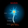 Brain neuron Structure. Biological Anatomy of neuron cell