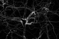 Brain neurons illustration, on black background