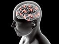 Brain neurons synapse, anatomy, head profile,