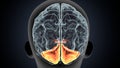Brain occipital lobe Anatomy For Medical Concept 3D Illustration