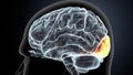 Brain occipital lobe Anatomy For Medical Concept 3D Illustration