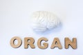 Brain is organ of human or animal concept photo. Model of brain is near volume letters composing word organ on light background. V