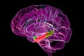 Brain parahippocampal gyrus with perirhinal cortex (green), entorhinal cortex (red), and Royalty Free Stock Photo