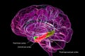 Brain parahippocampal gyrus with perirhinal cortex (green), entorhinal cortex (red), and Royalty Free Stock Photo